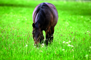 Horse grazing