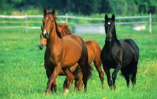 Warmblood Horses - Fiber Force Nutrition