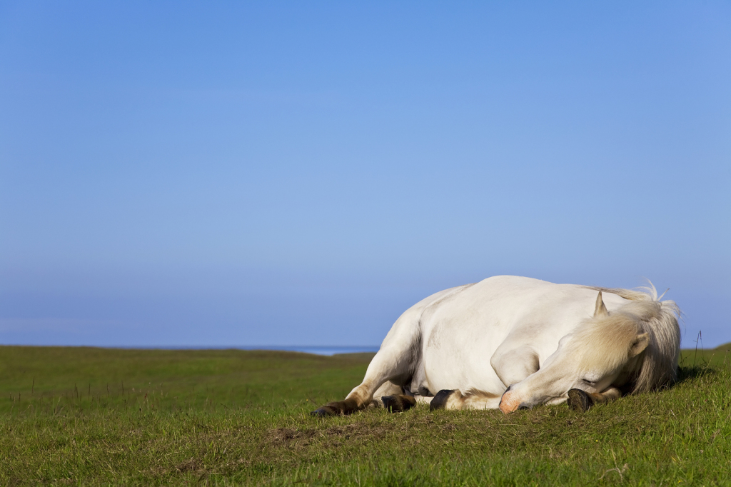 White Horse Sleeping In A Field