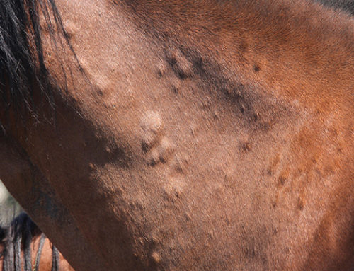 Help! My horse is allergic to Barley! … Or is he?
