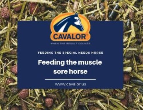 Feeding the muscle sore horse