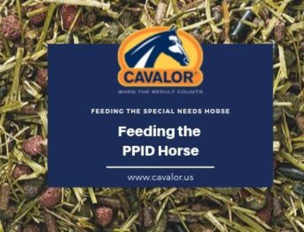 What is PSSM and how do you feed the PSSM horse? Cavalor Academy