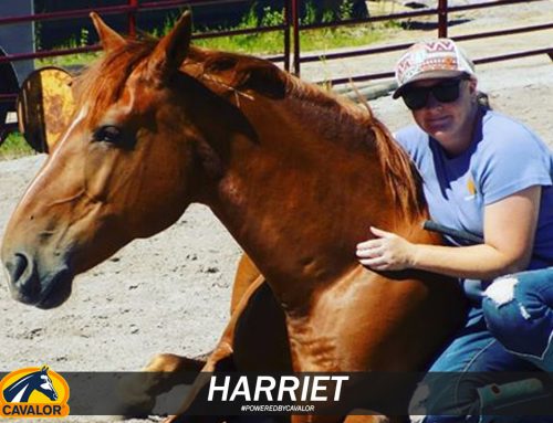 Harriet: The Beautiful Mustang Who Helped Her Owner Weather Life’s Toughest Blows