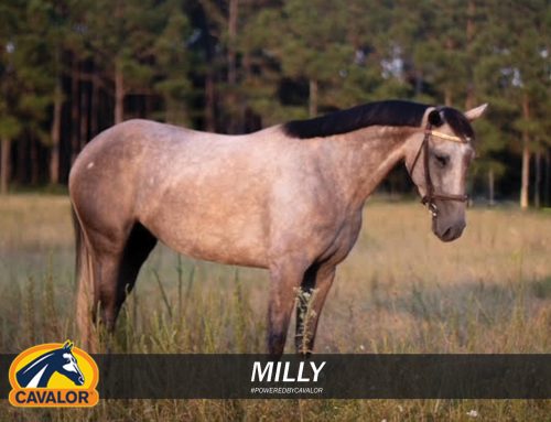 From a Kill Pen, Starved in Louisiana, Milly has Blossomed into a Beautiful Young Horse